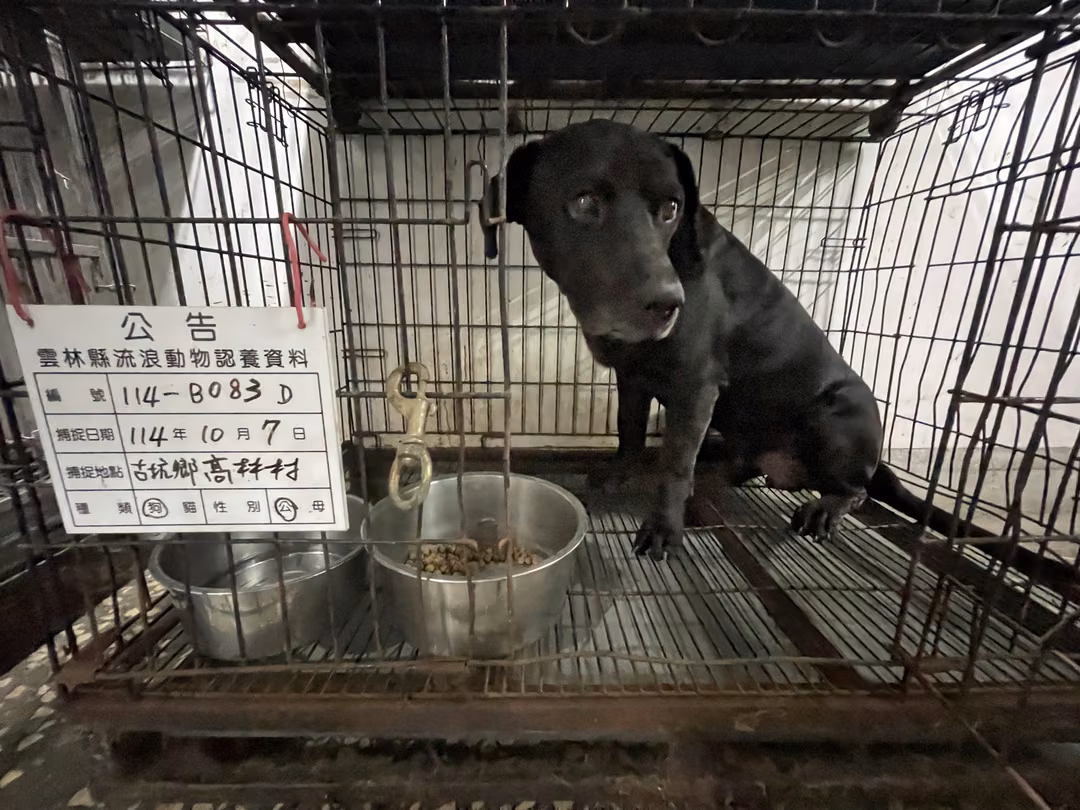 The dog, from the shelter's listing