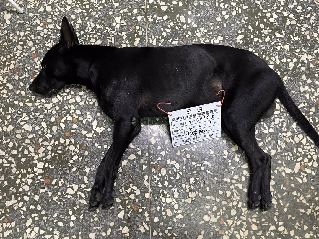The dog, from the shelter's listing