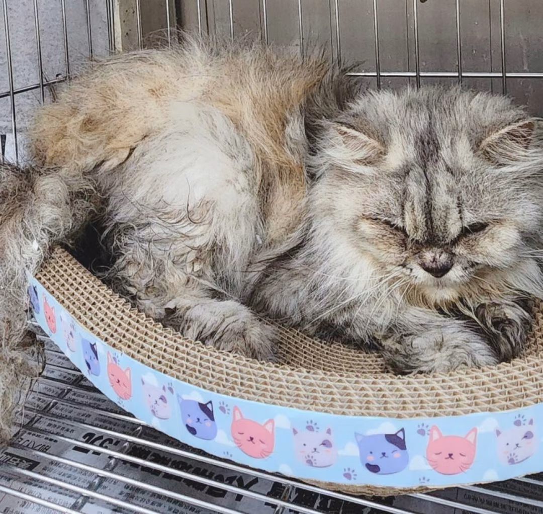 The cat, from the shelter's listing