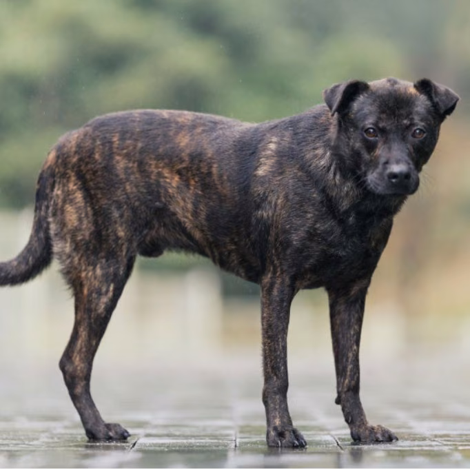 The dog, from the shelter's listing