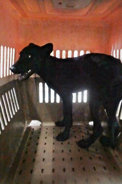 The dog, from the shelter's listing