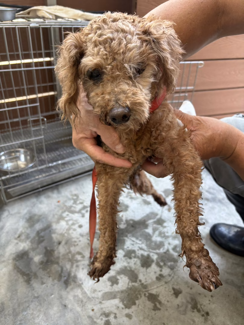 The dog, from the shelter's listing