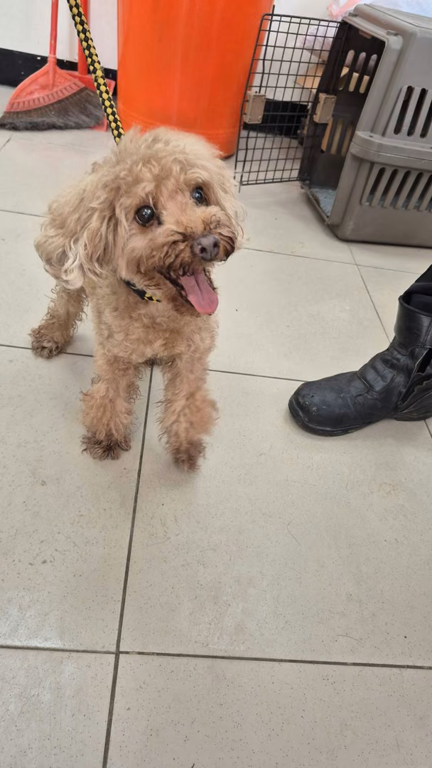The dog, from the shelter's listing