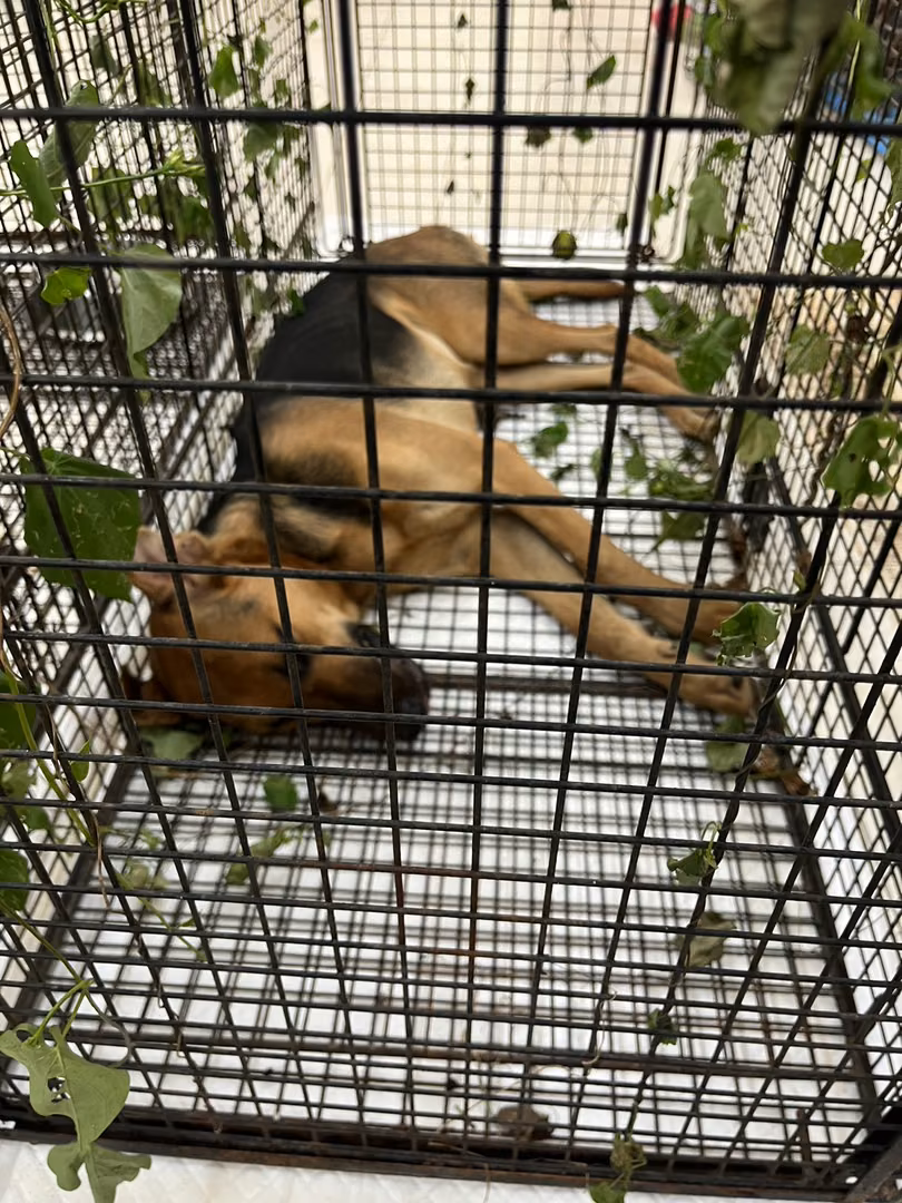 The dog, from the shelter's listing