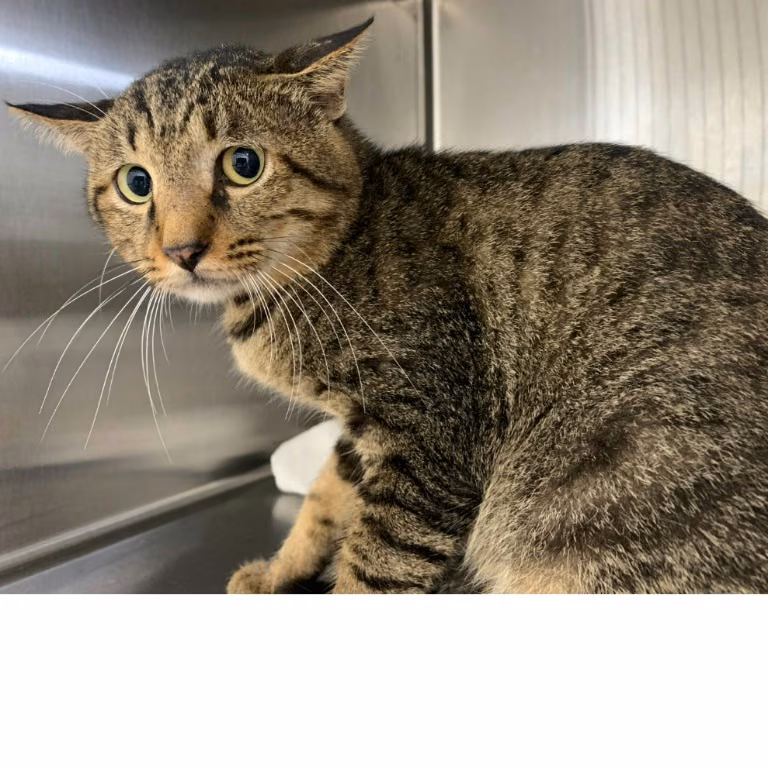 The cat, from the shelter's listing