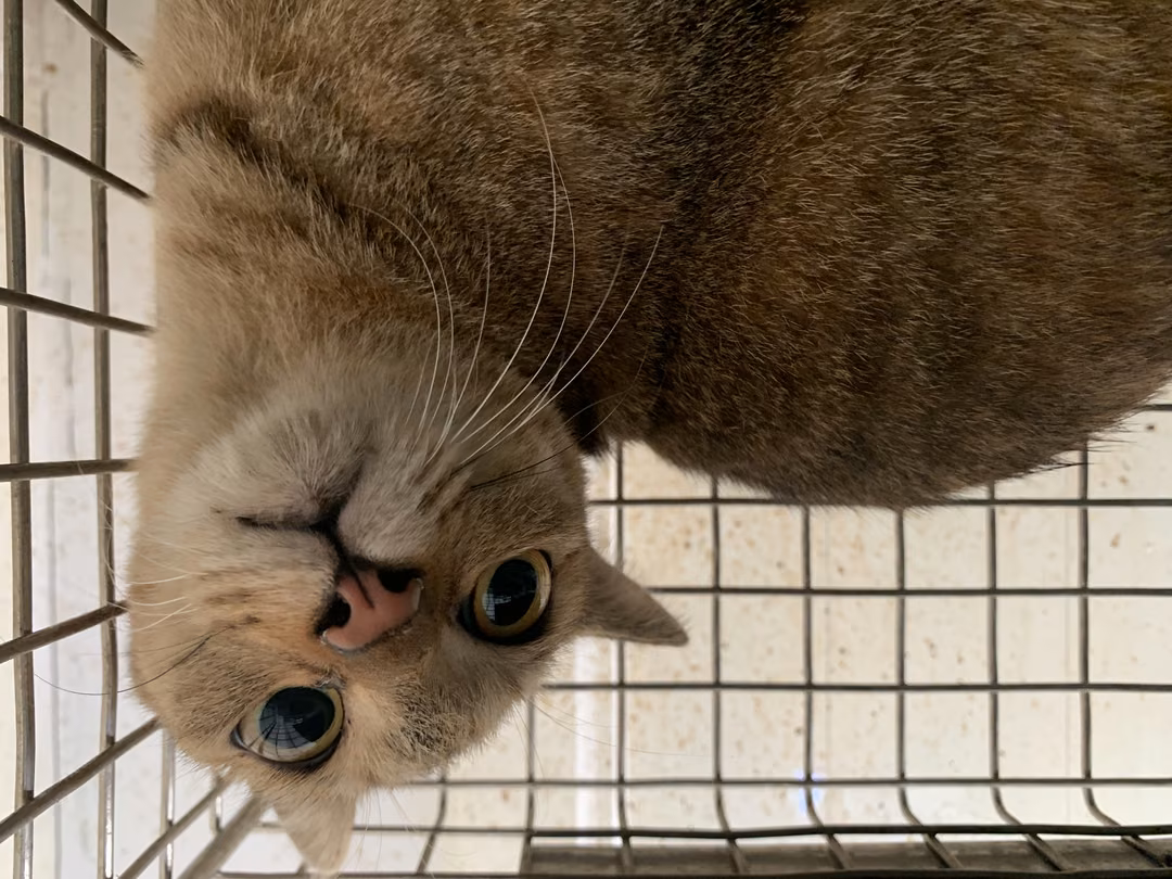 The cat, from the shelter's listing