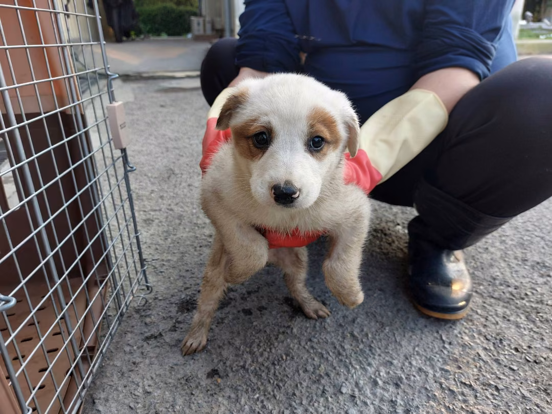 The dog, from the shelter's listing