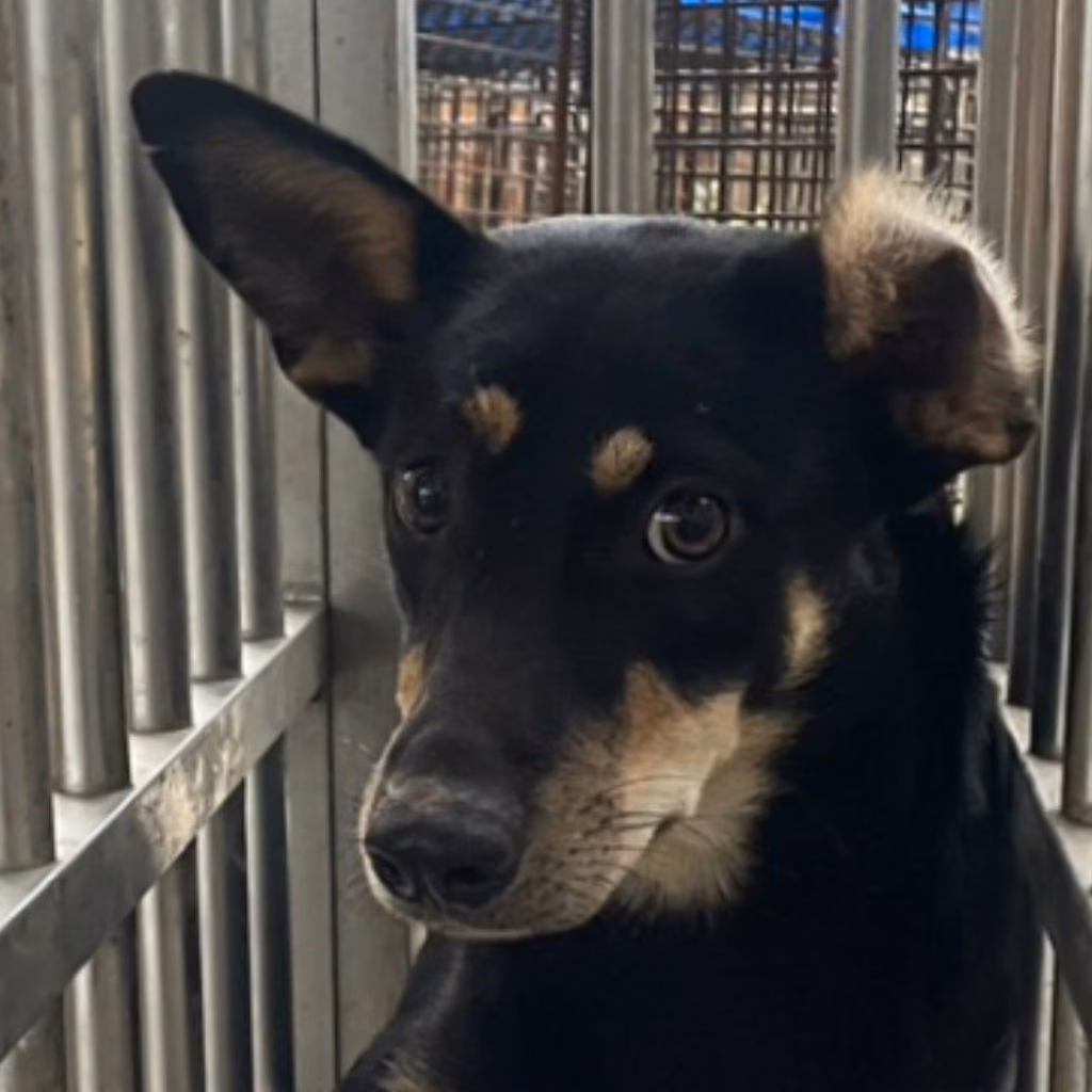 The dog, from the shelter's listing