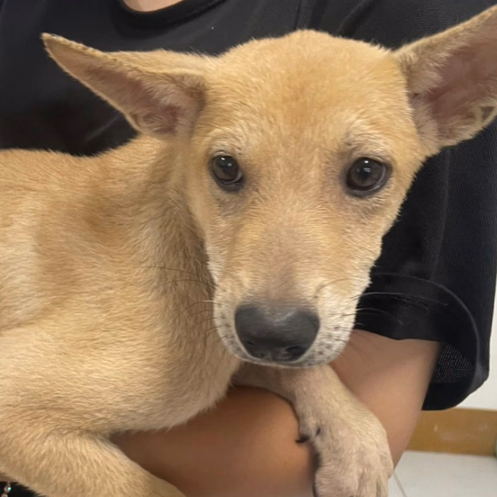 The dog, from the shelter's listing