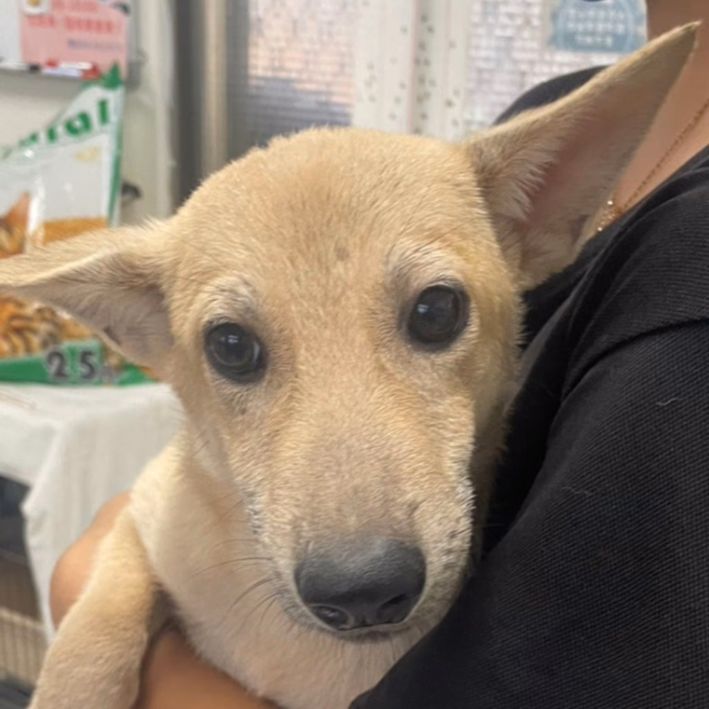 The dog, from the shelter's listing