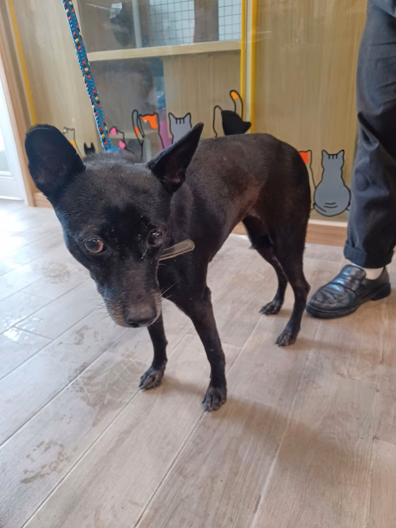 The dog, from the shelter's listing