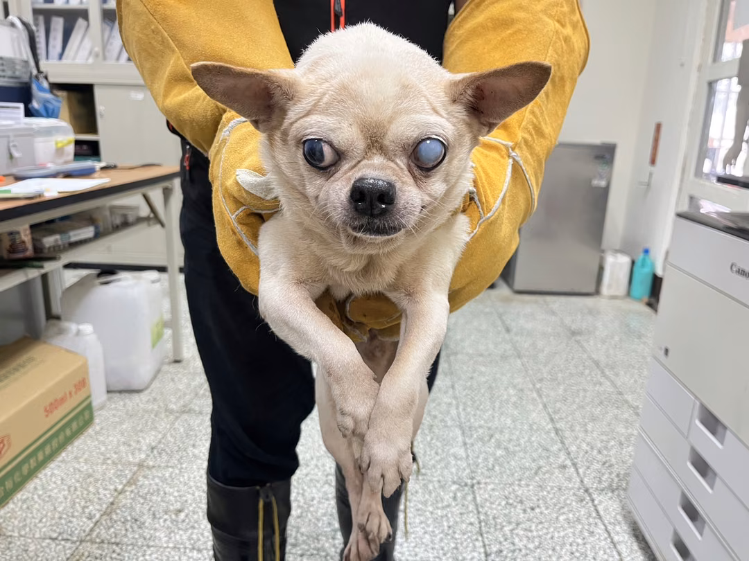 The dog, from the shelter's listing