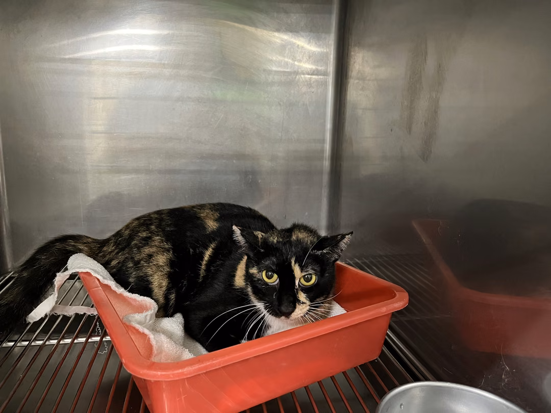 The cat, from the shelter's listing