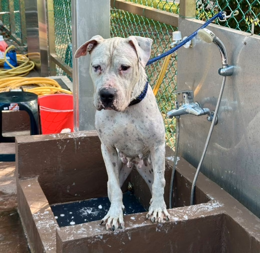 The dog, from the shelter's listing