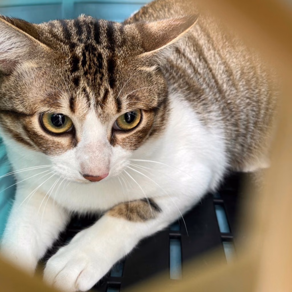 The cat, from the shelter's listing