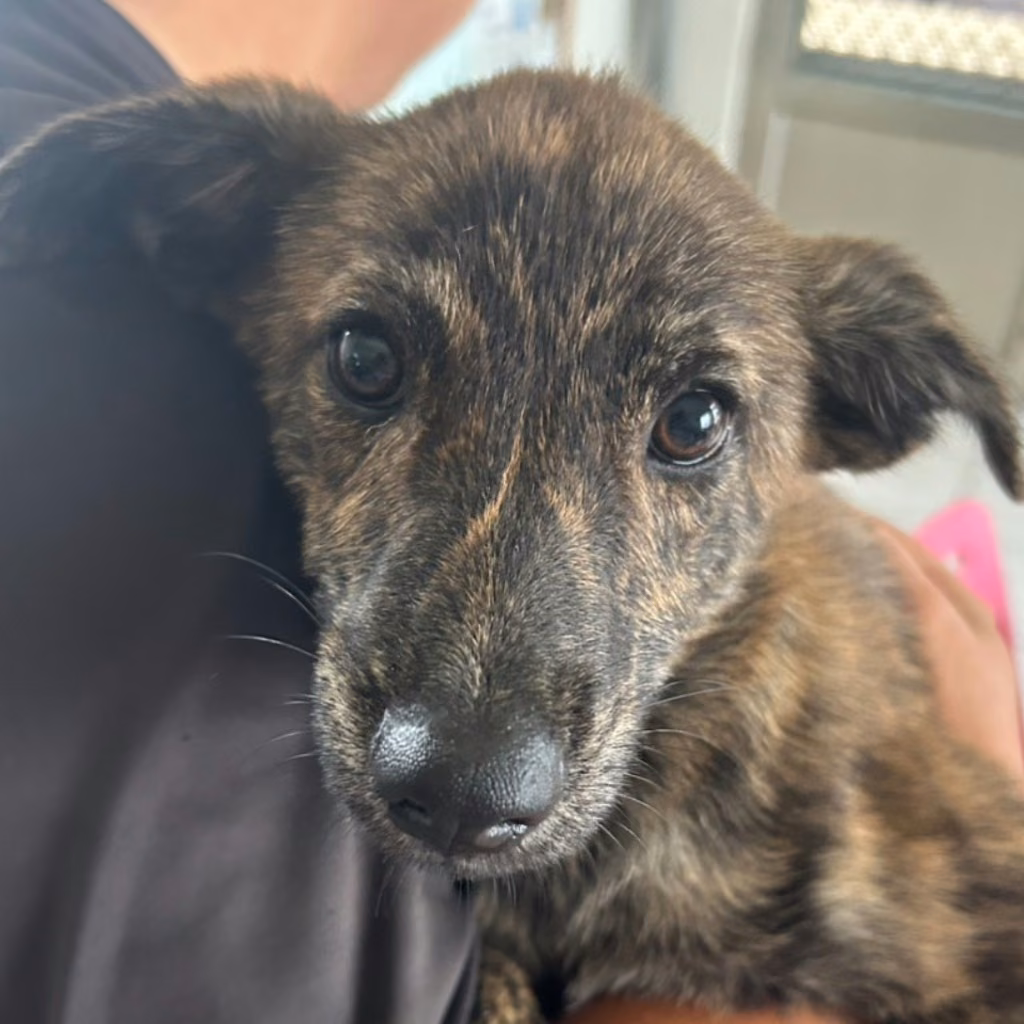 The dog, from the shelter's listing