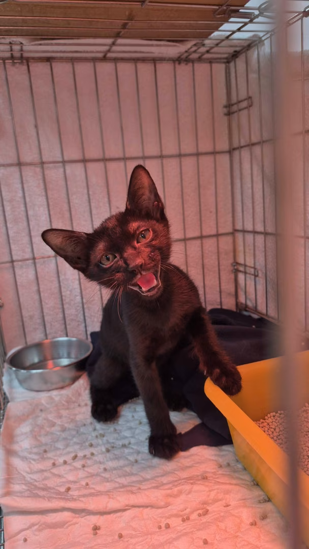 The cat, from the shelter's listing