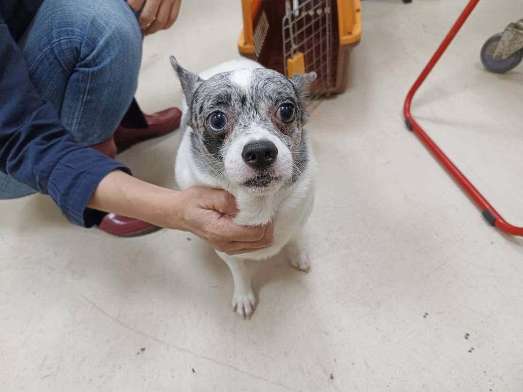 The dog, from the shelter's listing