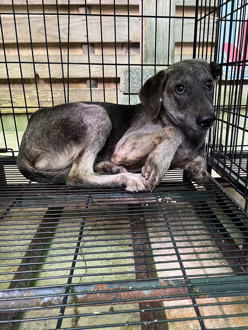 The dog, from the shelter's listing