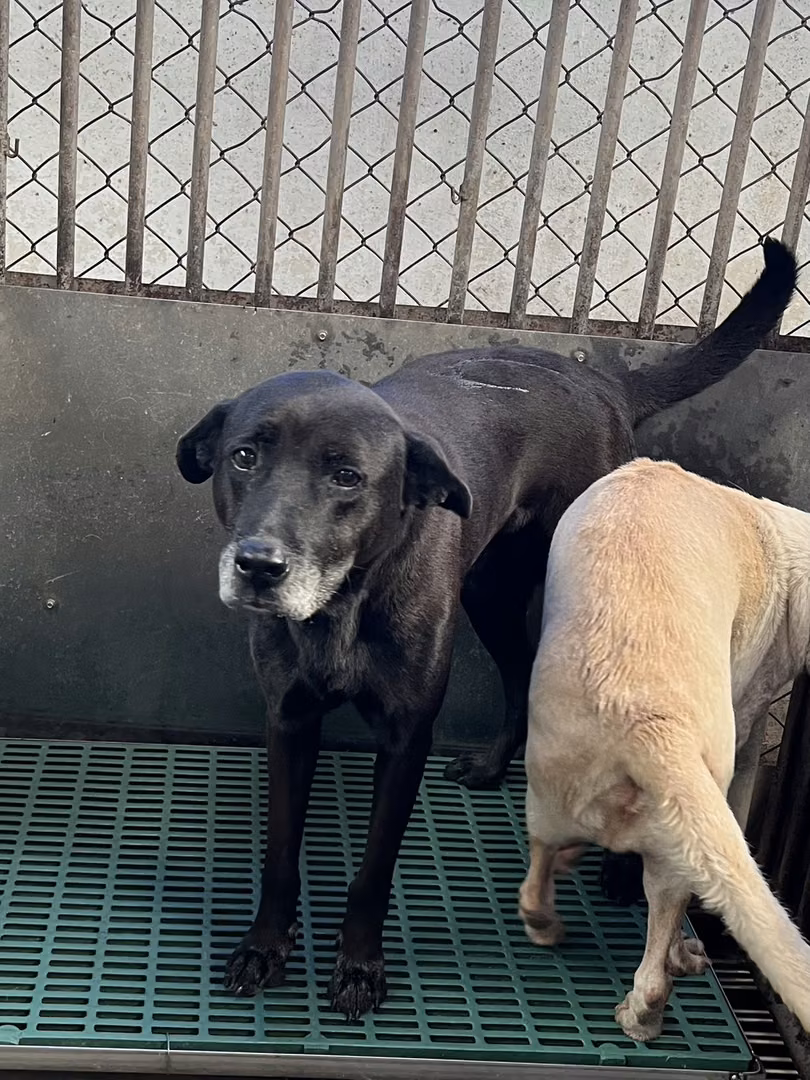 The dog, from the shelter's listing