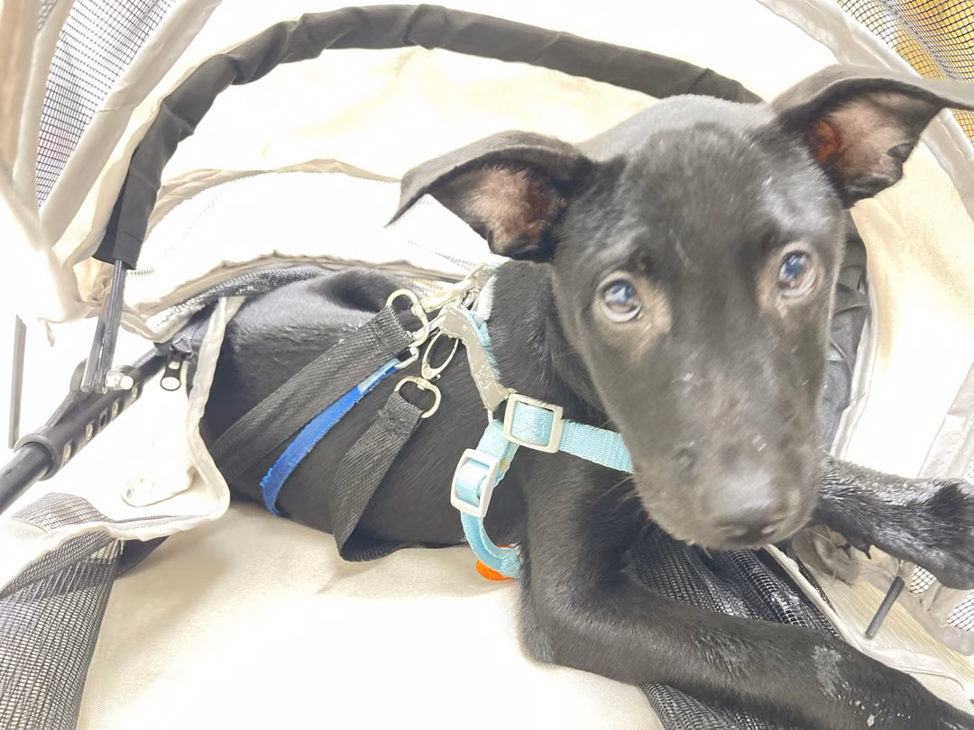 The dog, from the shelter's listing