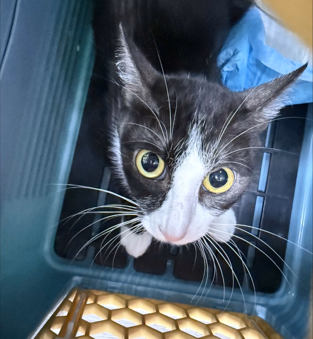 The cat, from the shelter's listing