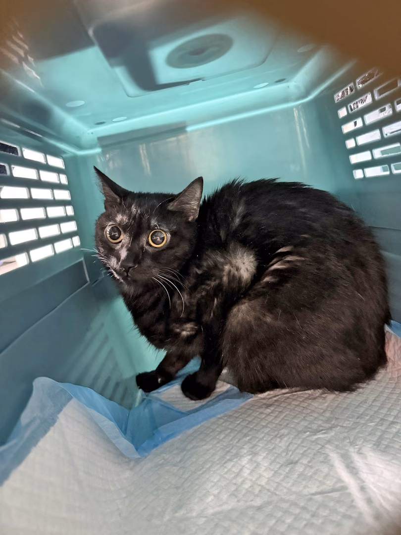The cat, from the shelter's listing