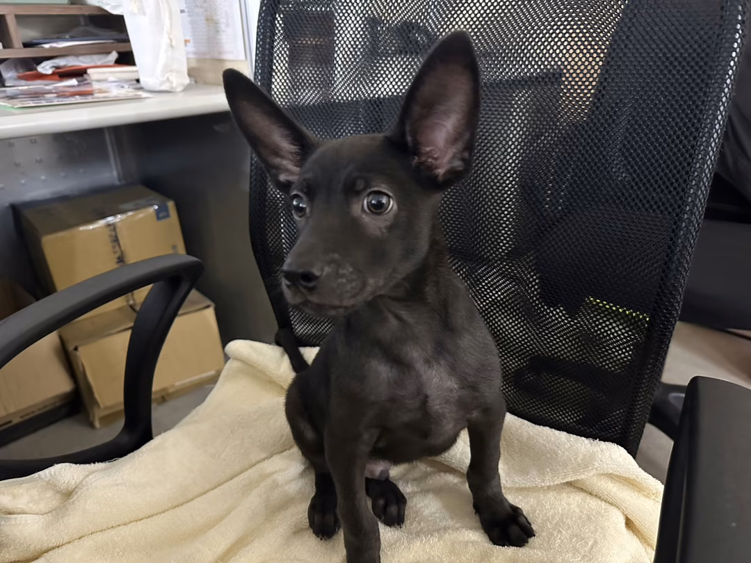 The dog, from the shelter's listing