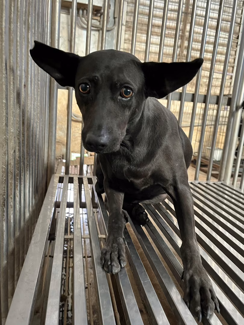 The dog, from the shelter's listing