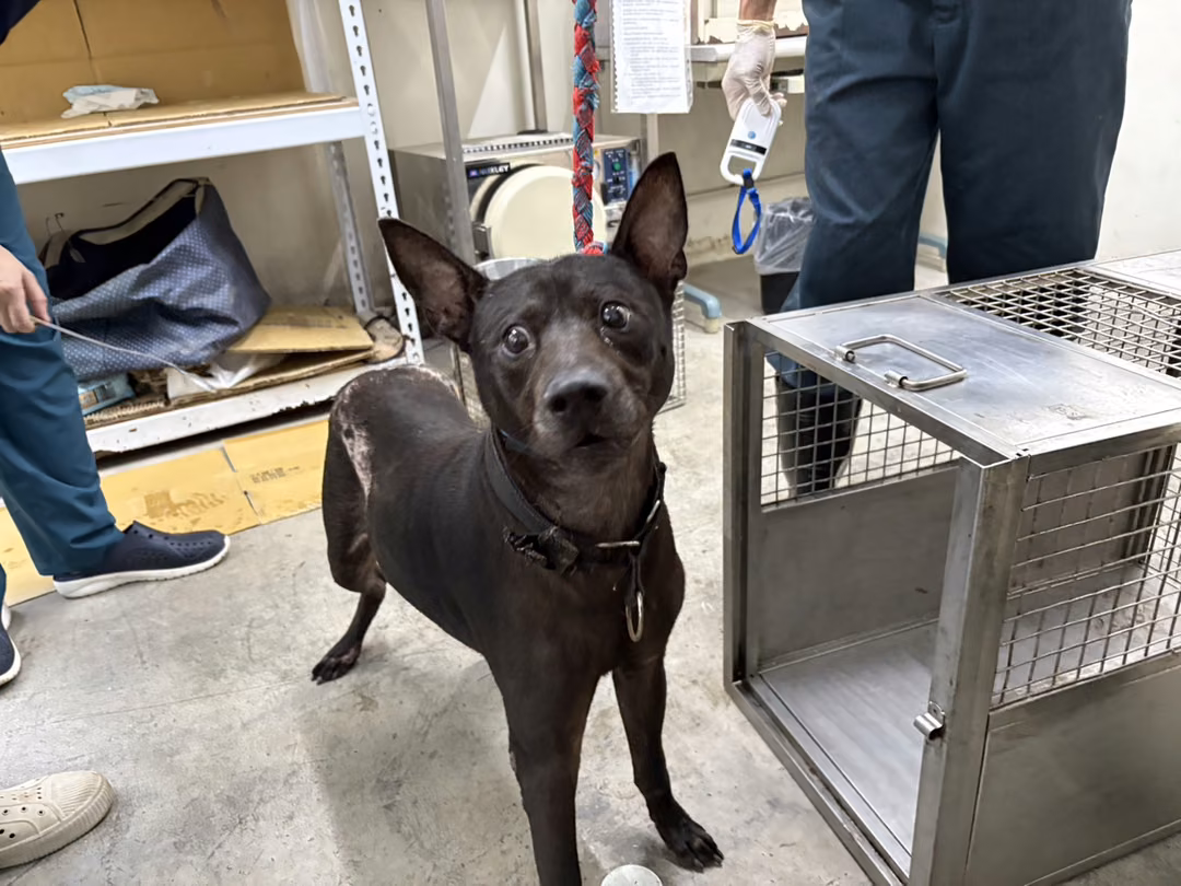 The dog, from the shelter's listing