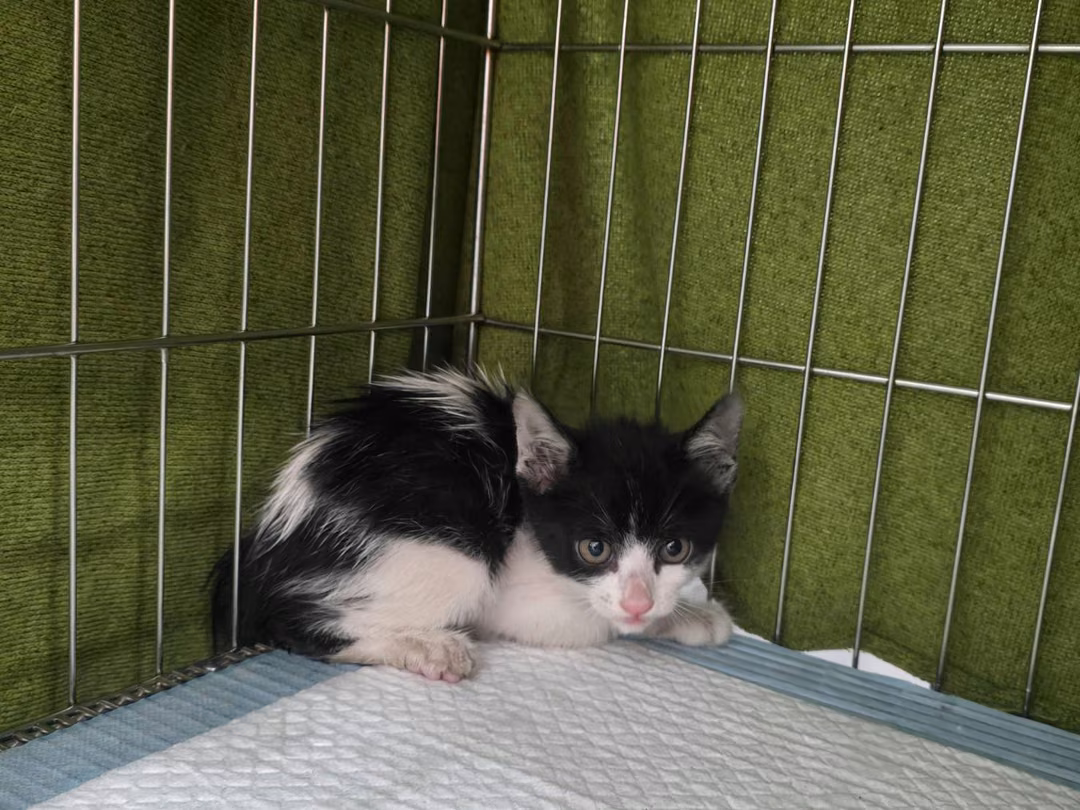 The cat, from the shelter's listing