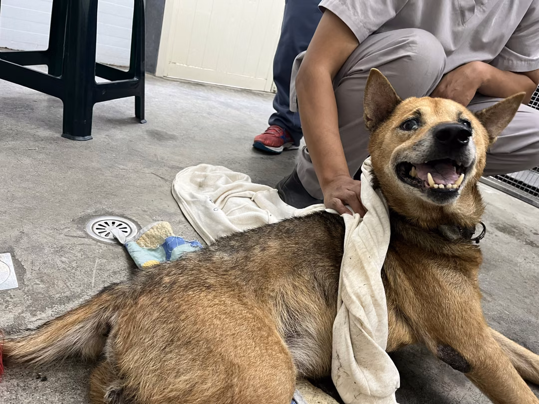 The dog, from the shelter's listing