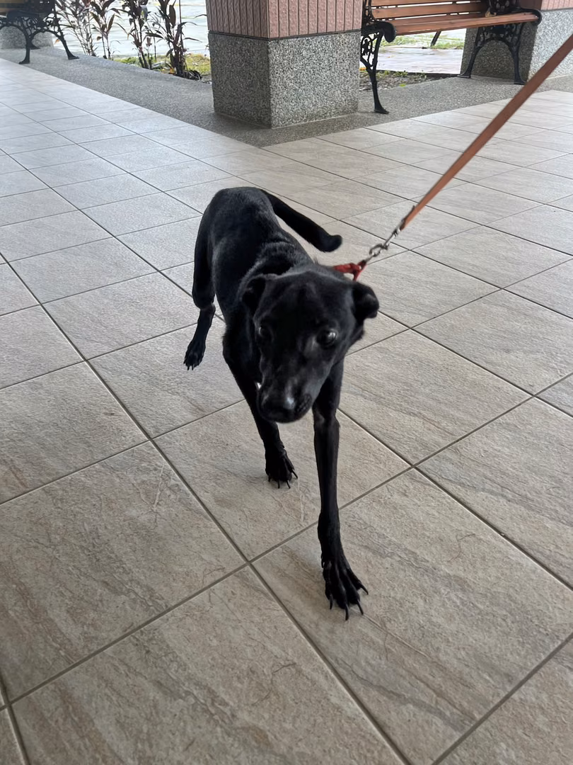 The dog, from the shelter's listing