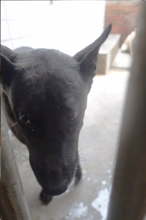The dog, from the shelter's listing