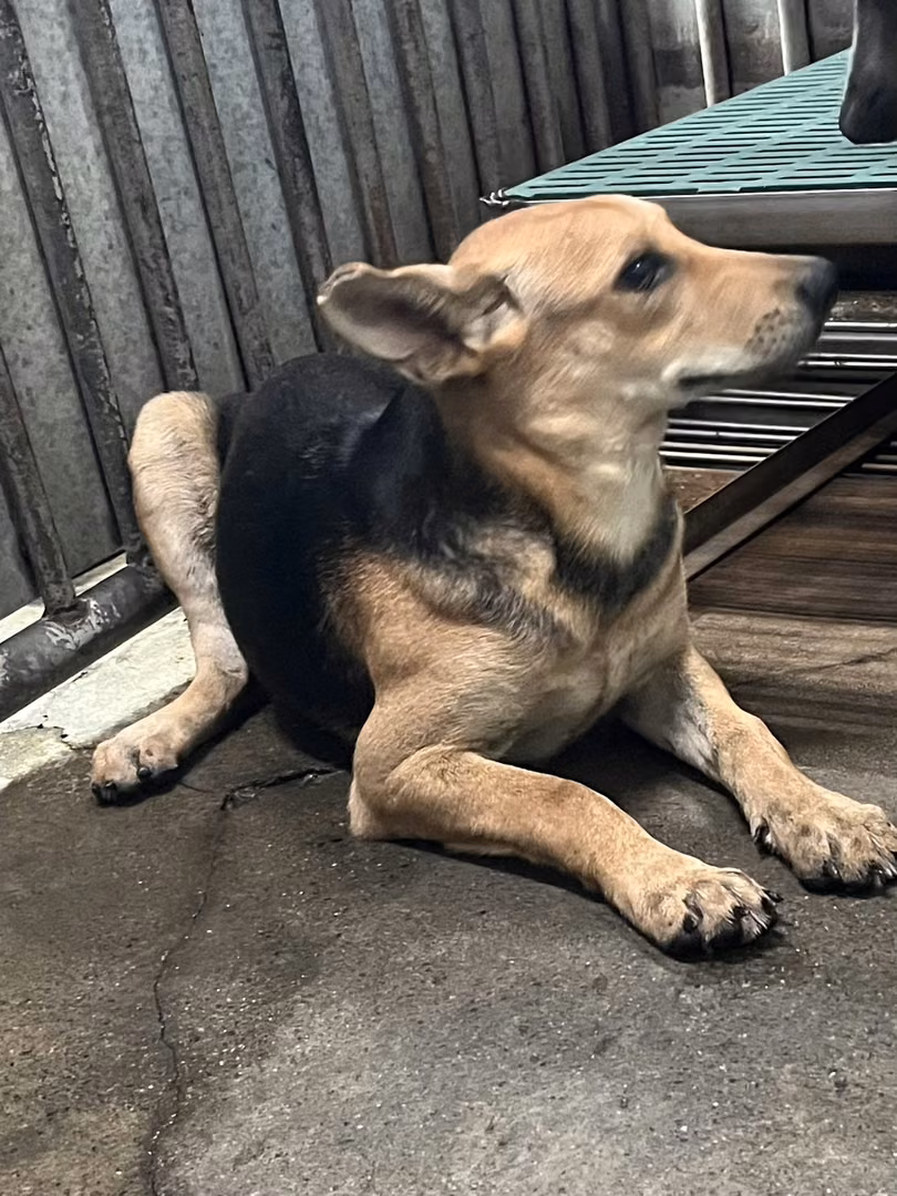 The dog, from the shelter's listing