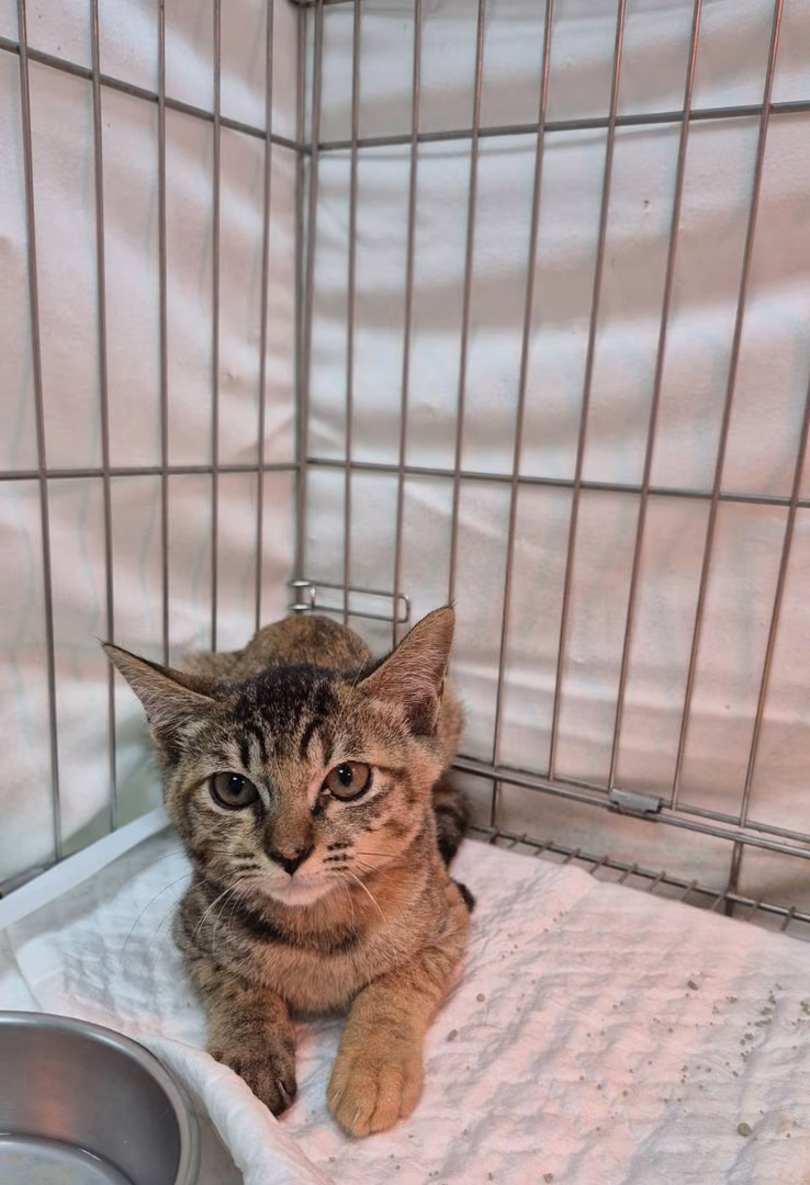 The cat, from the shelter's listing
