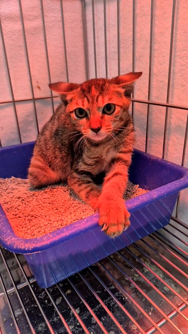 The cat, from the shelter's listing