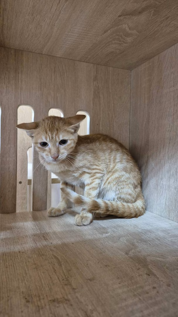 The cat, from the shelter's listing