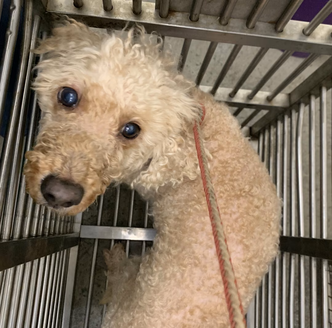The dog, from the shelter's listing