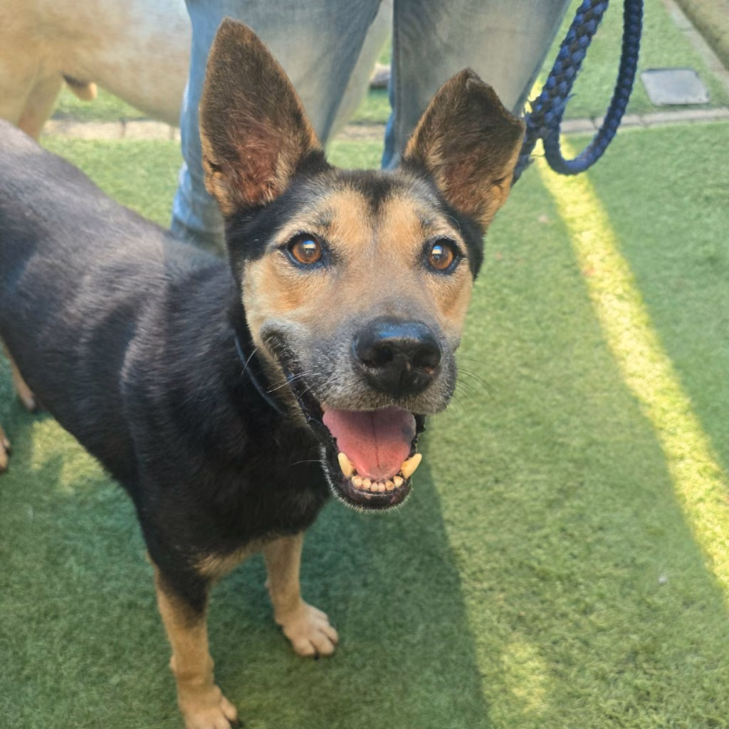 The dog, from the shelter's listing