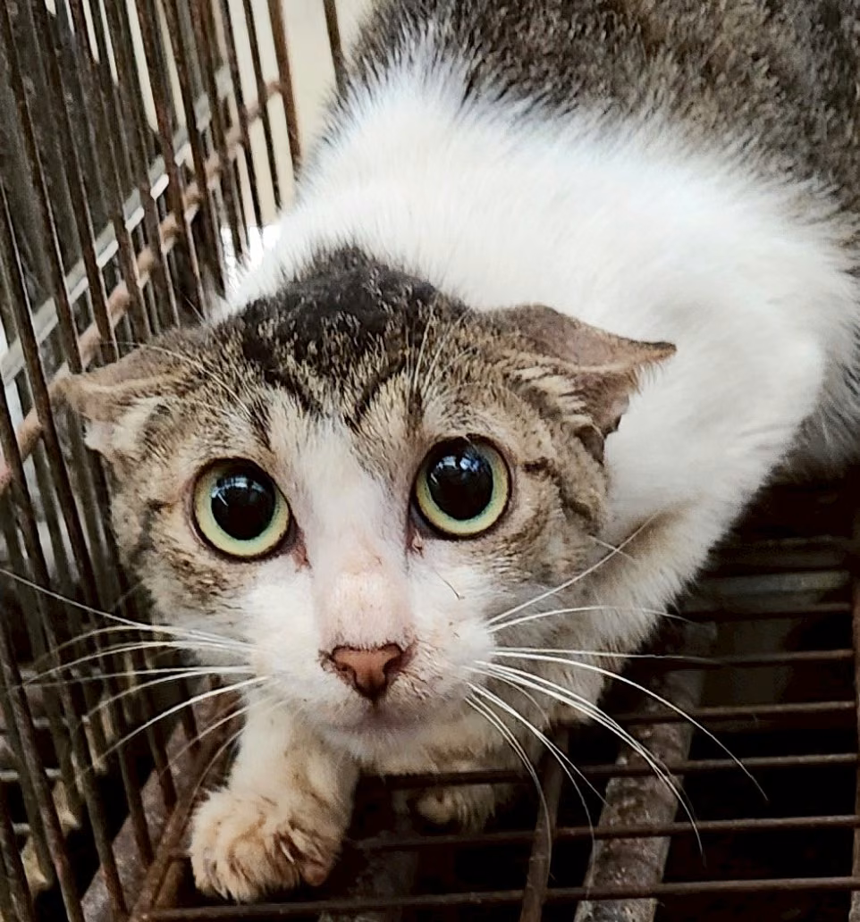 The cat, from the shelter's listing