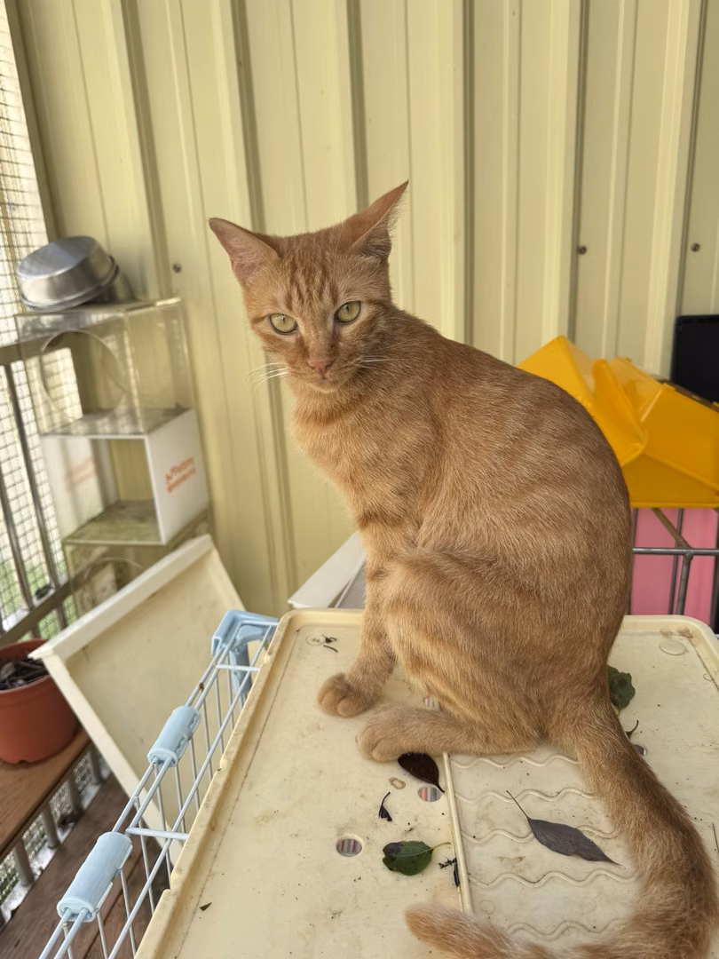 The cat, from the shelter's listing