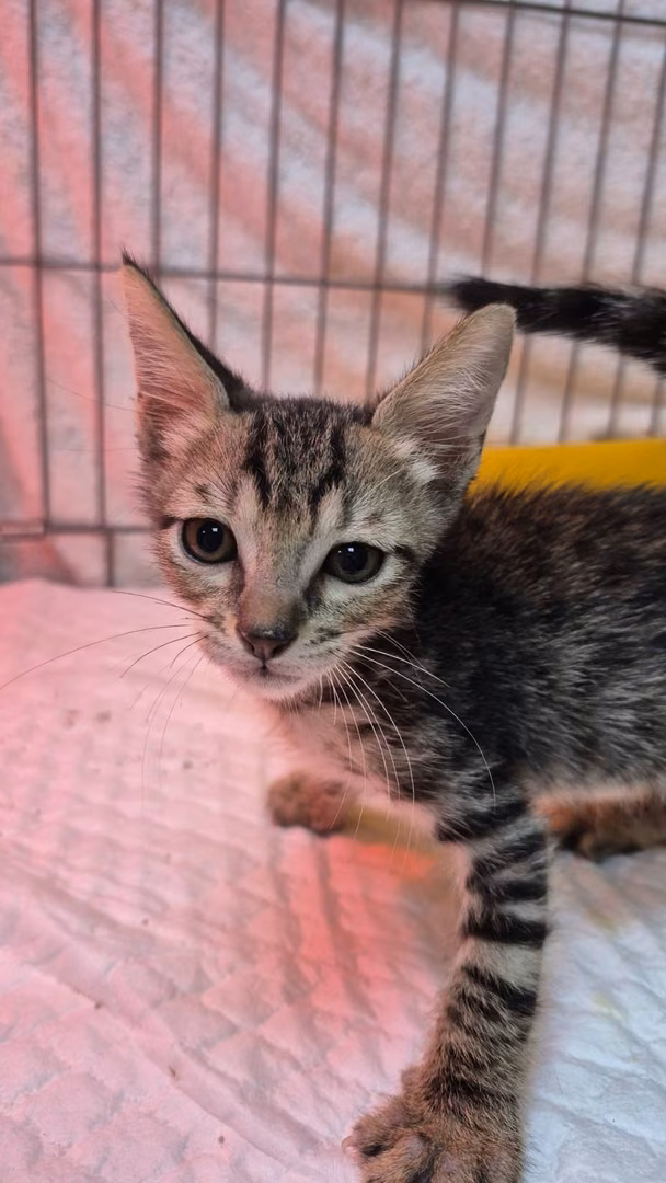 The cat, from the shelter's listing