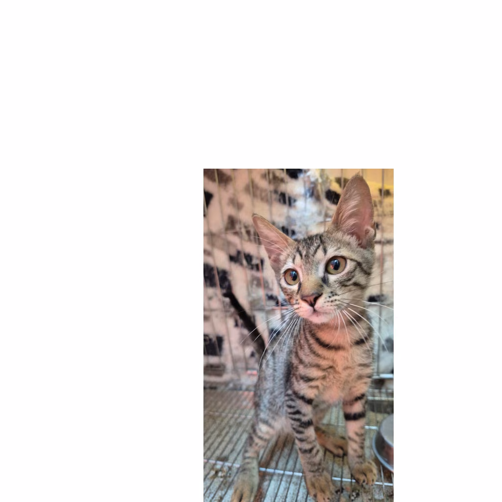 The cat, from the shelter's listing