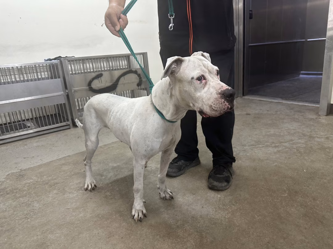 The dog, from the shelter's listing
