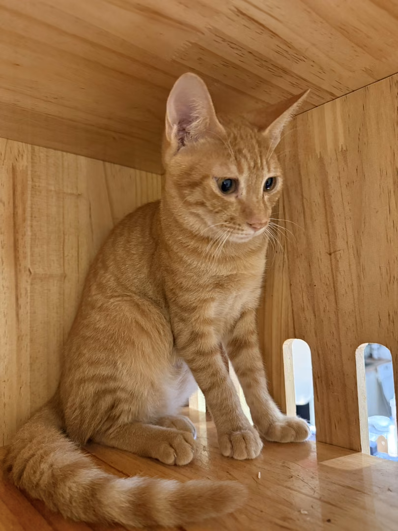 The cat, from the shelter's listing