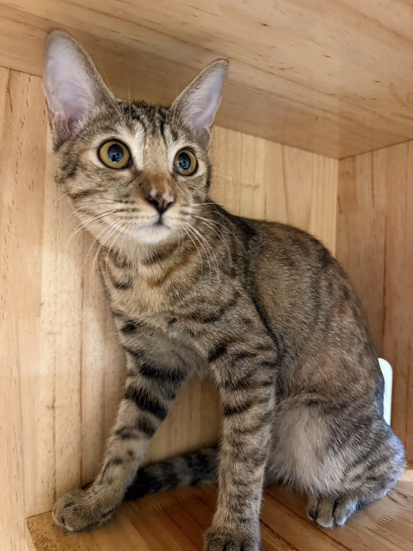 The cat, from the shelter's listing