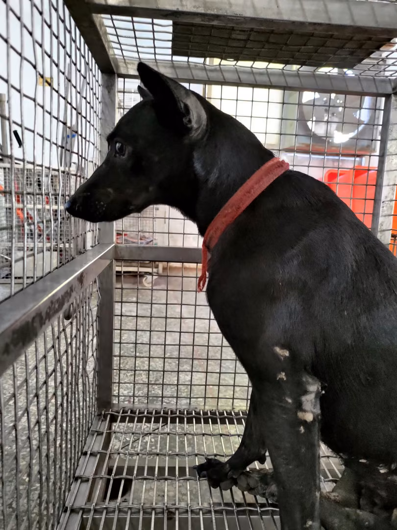 The dog, from the shelter's listing
