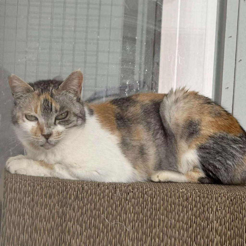 The cat, from the shelter's listing