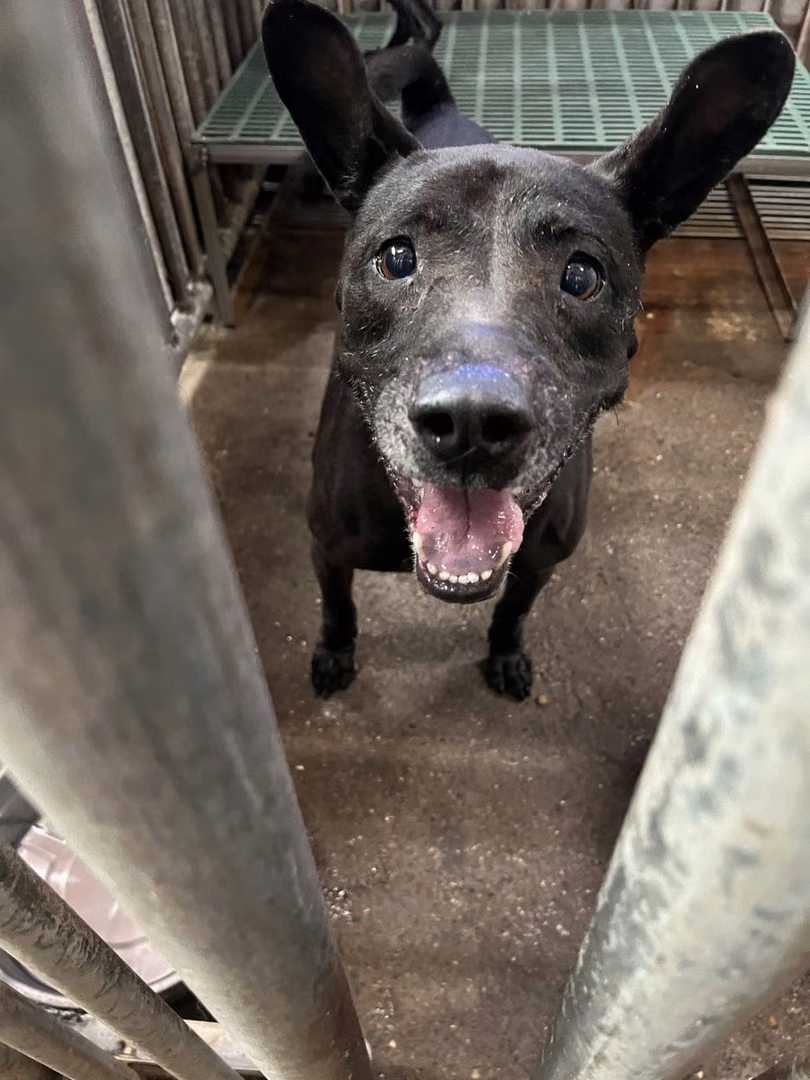 The dog, from the shelter's listing
